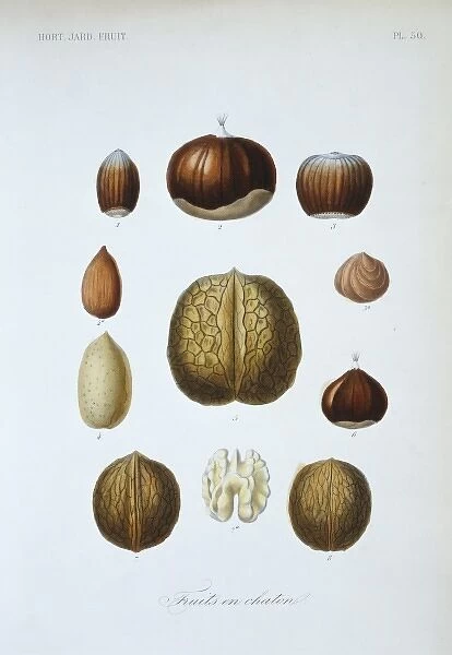 (1) lamberts nut (2, 6) chestnut (3) hazelnut (4, 4a) almond