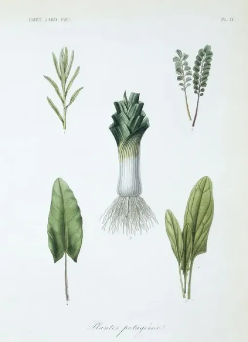 Framed Print : (1) tarragon (2) salad burnet (3) garden leek (4) sorrel (5) Framed Print : (1) tarragon (2) salad burnet (3) garden leek (4) sorrel (5)