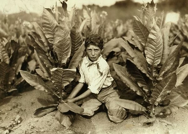 10 yr. old picker on Gildersleeve Tobacco Farm. Location: G