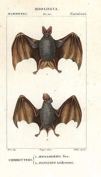 10936130. Greater false vampire bat, Megaderma lyra,