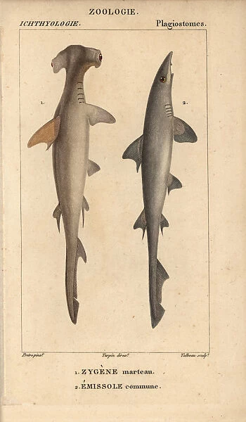 10938394. Hammerhead, Sphyrna zygaena, and smooth hound shark, Mustelus mustelus.