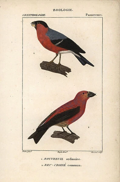 10938918. Bullfinch, Pyrrhula pyrrhula, and crossbill, Loxia curvirostra.