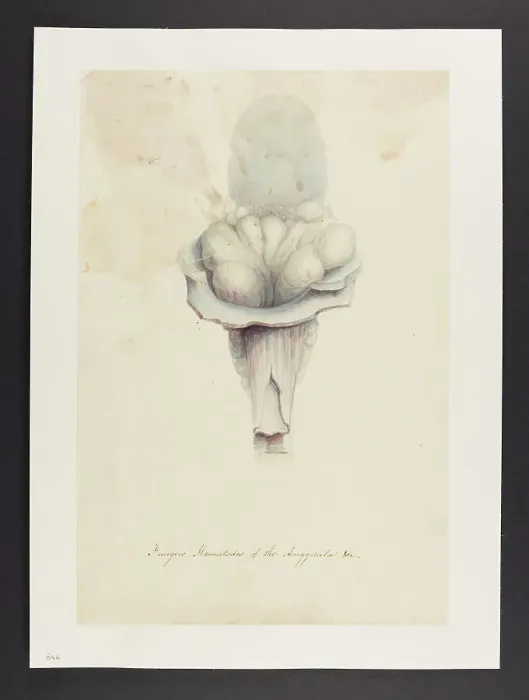 Framed Print : 13741434 Framed Print : 13741434