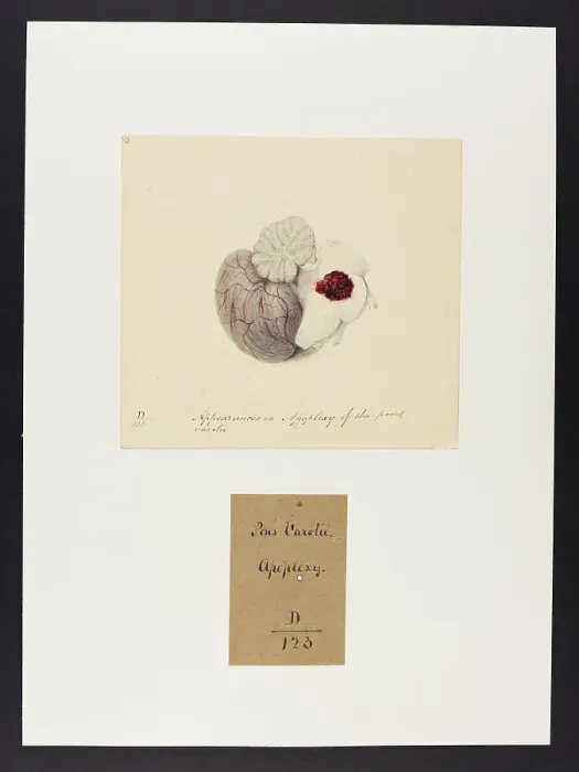 Framed Print : 13741637 Framed Print : 13741637
