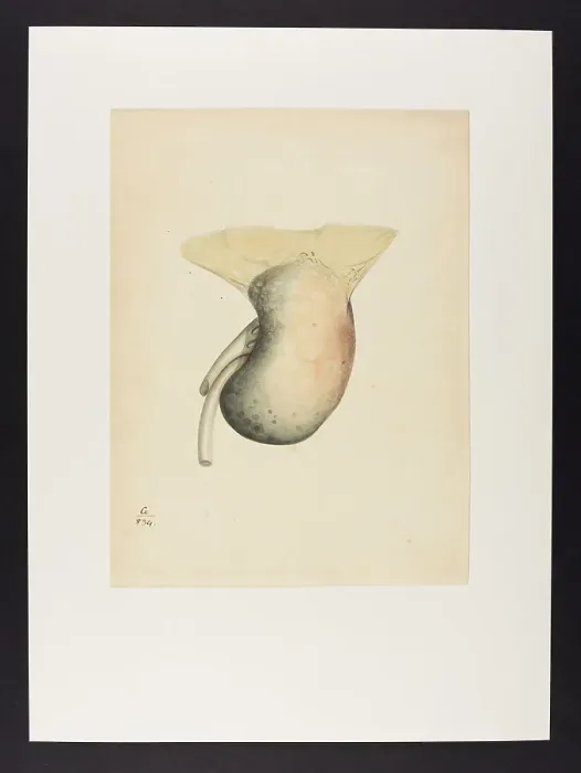 Framed Print : 13741978 Framed Print : 13741978