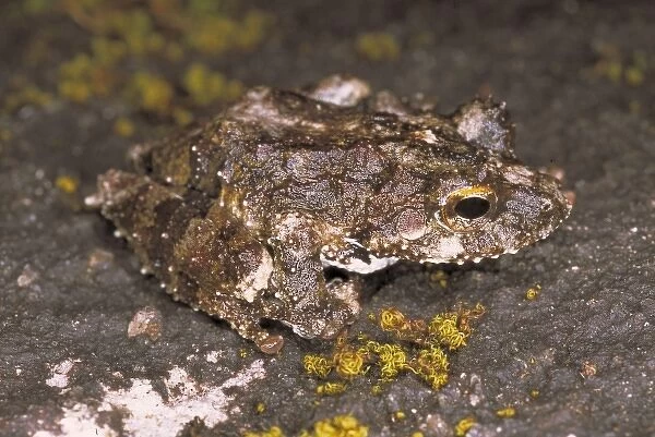 Frog. One of the 140 frog species known from the island of Sri Lanka