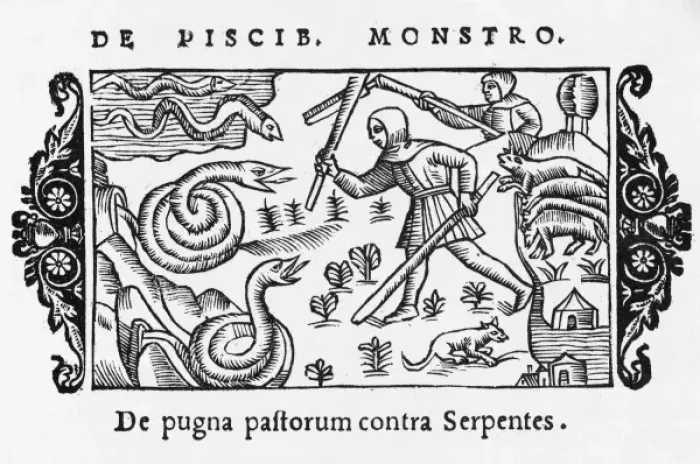 Framed Print : 1555 / Fighting Snakes Framed Print : 1555 / Fighting Snakes