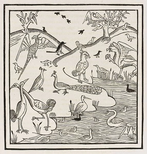 15th Century Birds