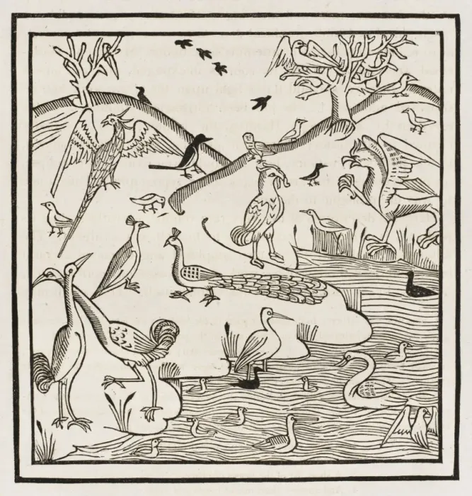 Framed Print : 15th Century Birds Framed Print : 15th Century Birds
