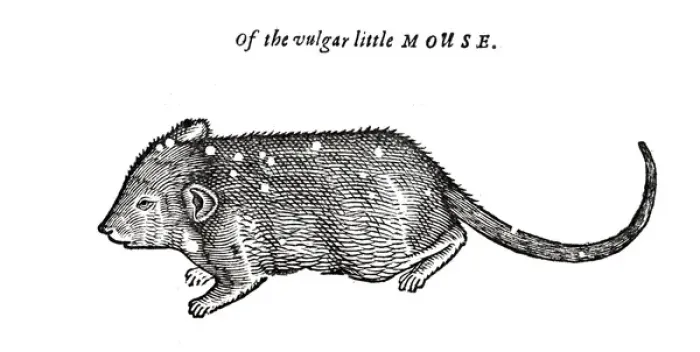Framed Print : Mouse from Topsells The history of four-footed beasts and serpents Date: 1658 Framed Print : Mouse from Topsells The history of four-footed beasts and serpents Date: 1658