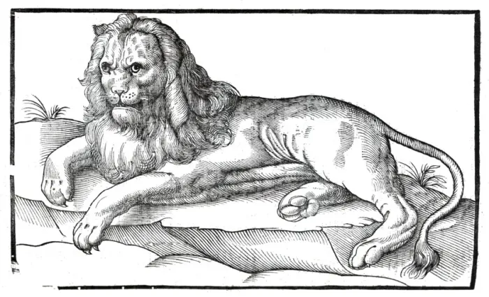 Framed Print : Lion from Topsells The history of four-footed beasts and serpents Date: 1658 Framed Print : Lion from Topsells The history of four-footed beasts and serpents Date: 1658