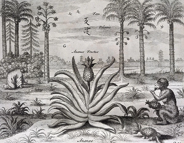 17th century 1667 animal athanasius kircher barroque