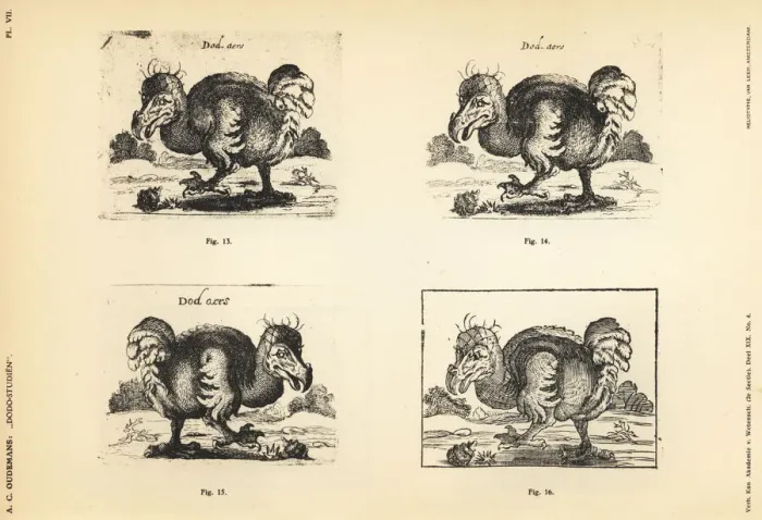 Framed Print : 17th century copies of the white dodo by Salomon Framed Print : 17th century copies of the white dodo by Salomon