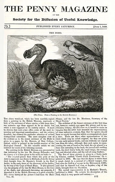 Dodo. Woodcut based on the painting by Roelant Savery in Penny Magazine, 1833 Date: 1833