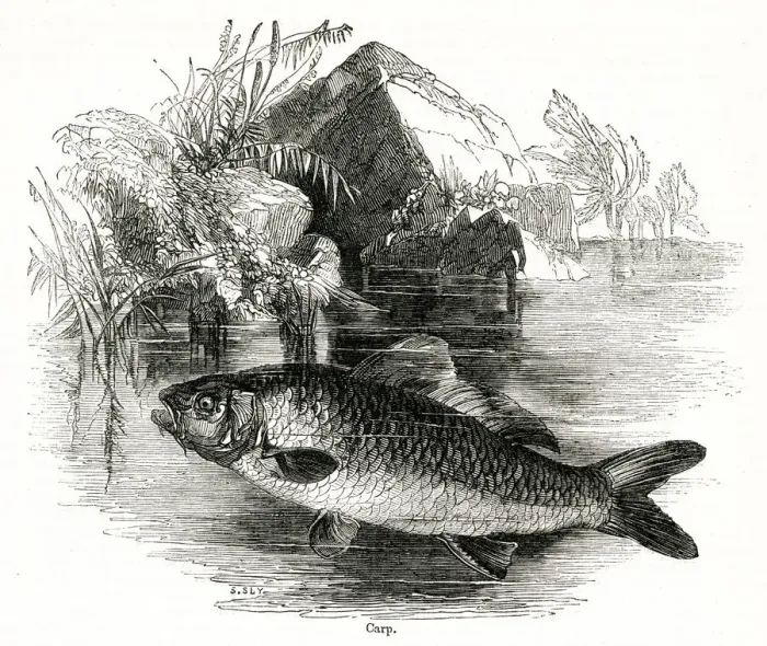 Framed Print : Carp. Date: 1842 Framed Print : Carp. Date: 1842