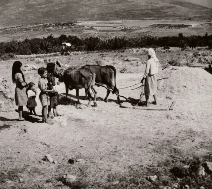 Framed Print : 1843 - Syria - threshing grain with donkeys Framed Print : 1843 - Syria - threshing grain with donkeys