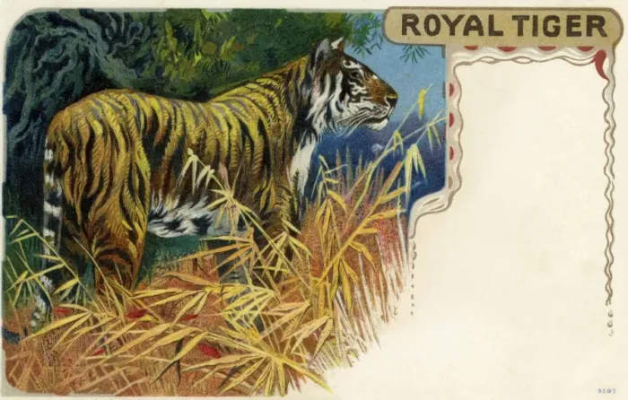 Framed Print : Tiger. The Royal or Bengal tiger (Panthera tigristigris) is the most numerous Framed Print : Tiger. The Royal or Bengal tiger (Panthera tigristigris) is the most numerous