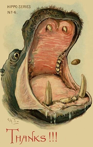 Hippo. Humorous drawing of a hippo. Thanks!!!. Artist George Henry Thompson Date: 1904