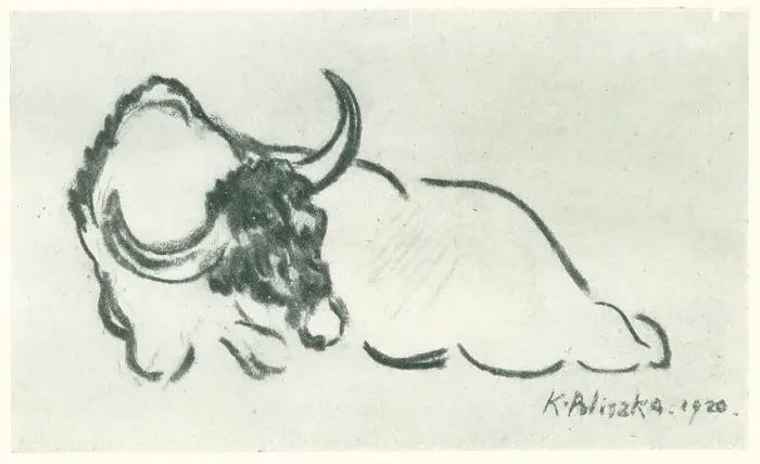 Framed Print : Bull. A drawing of a resting bull with great horns. Date: 1920 Framed Print : Bull. A drawing of a resting bull with great horns. Date: 1920