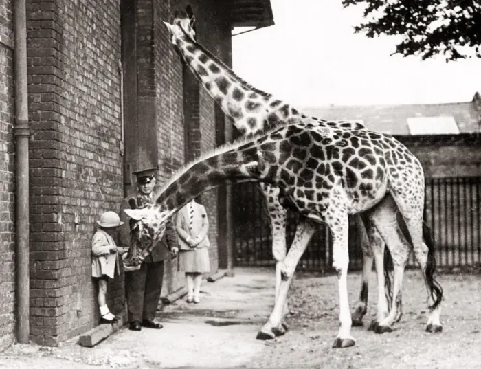 Framed Print : 1930s press photo - feeding giraffes at London zoo Framed Print : 1930s press photo - feeding giraffes at London zoo