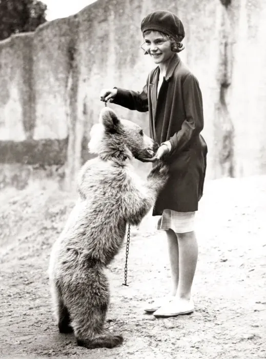 Framed Print : 1930s press print - girl at zoo with bear on chain Framed Print : 1930s press print - girl at zoo with bear on chain