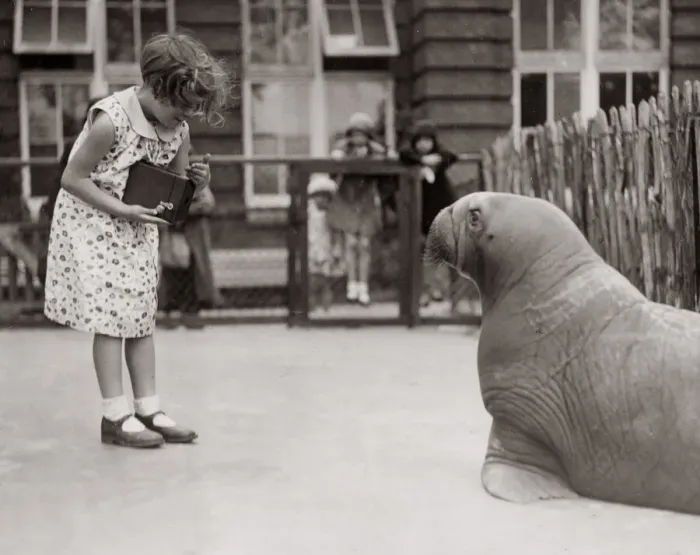 Framed Print : 1930s press print - girl at zoo taking photo of sealion Framed Print : 1930s press print - girl at zoo taking photo of sealion