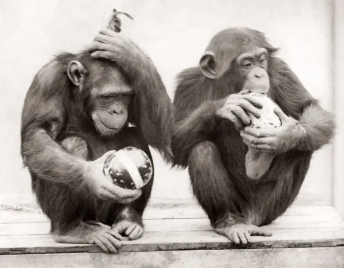 Framed Print : 1930s press print monkeys Whipsnade Zoo Easter Eggs Framed Print : 1930s press print monkeys Whipsnade Zoo Easter Eggs