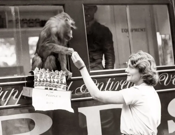 Framed Print : 1930s press print - pet monkey handing out badges Framed Print : 1930s press print - pet monkey handing out badges