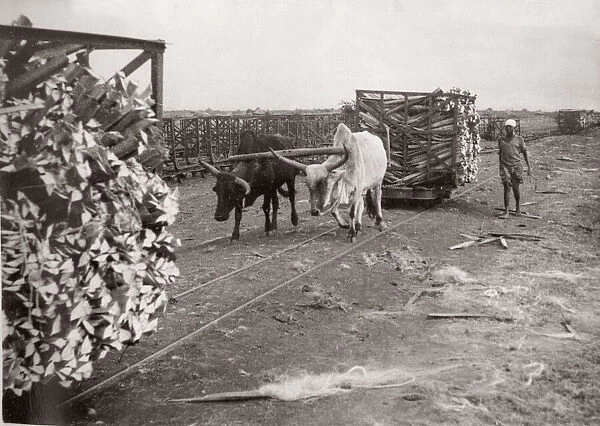 1940s East Africa - making sisal, Kenya