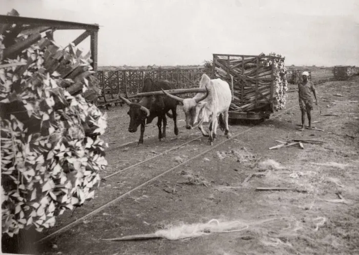 Framed Print : 1940s East Africa - making sisal, Kenya Framed Print : 1940s East Africa - making sisal, Kenya