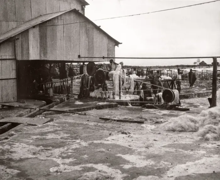 Framed Print : 1940s East Africa making sisal, Kenya Framed Print : 1940s East Africa making sisal, Kenya