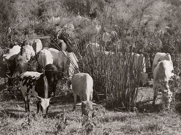1940s East Africa - native African cross-bred cattle