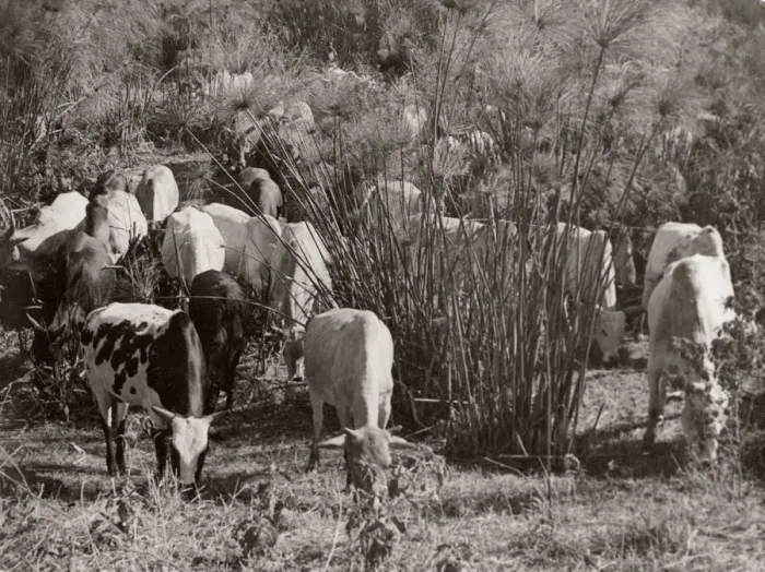Framed Print : 1940s East Africa - native African cross-bred cattle Framed Print : 1940s East Africa - native African cross-bred cattle