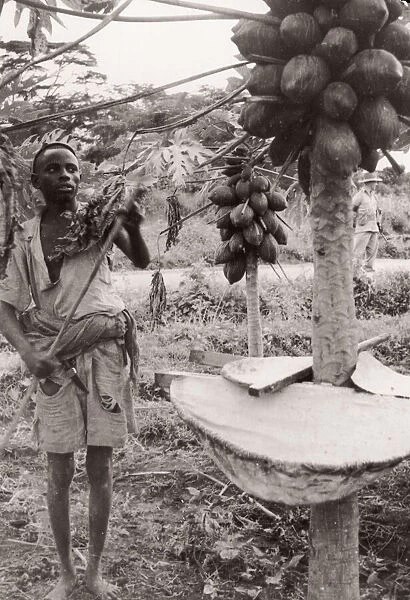 1940s East Africa - papaya or pawpaw tree, Kenya