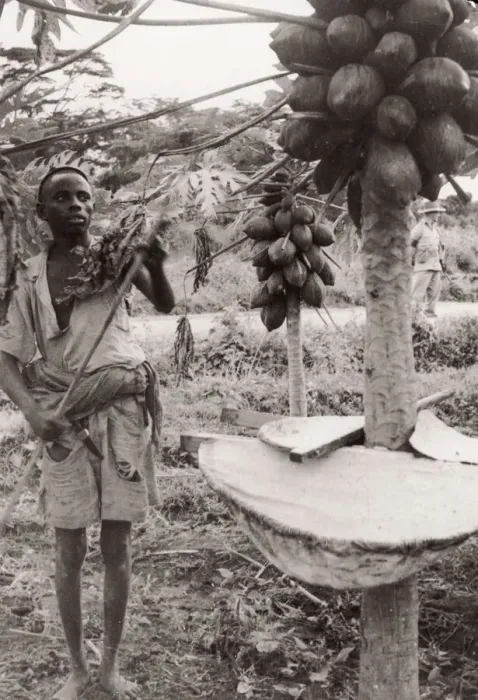 Framed Print : 1940s East Africa - papaya or pawpaw tree, Kenya Framed Print : 1940s East Africa - papaya or pawpaw tree, Kenya