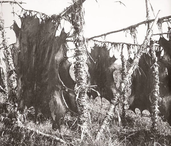 1940s East Africa - Uganda - animal hides pegged out