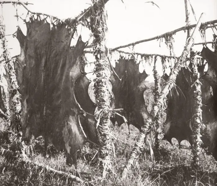 Framed Print : 1940s East Africa - Uganda - animal hides pegged out Framed Print : 1940s East Africa - Uganda - animal hides pegged out