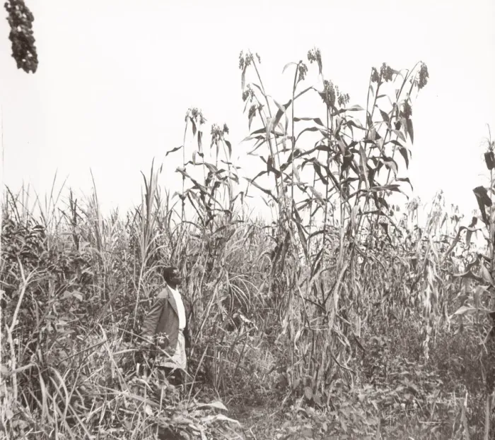 Framed Print : 1940s East Africa - Uganda - Bunyuro millet crop growing Framed Print : 1940s East Africa - Uganda - Bunyuro millet crop growing