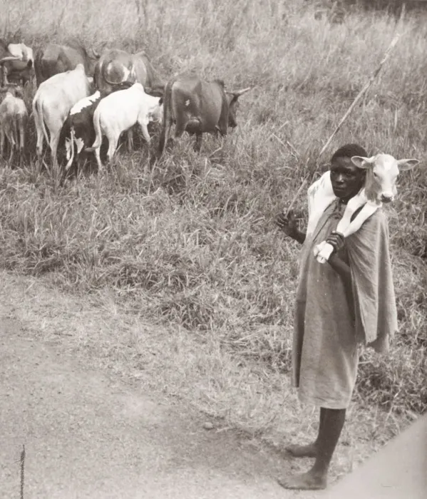 Framed Print : 1940s East Africa - Uganda - cattle herder
