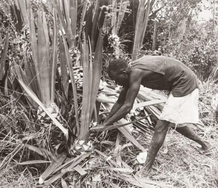 Framed Print : 1940s East Africa - Uganda - cutting sisal Framed Print : 1940s East Africa - Uganda - cutting sisal