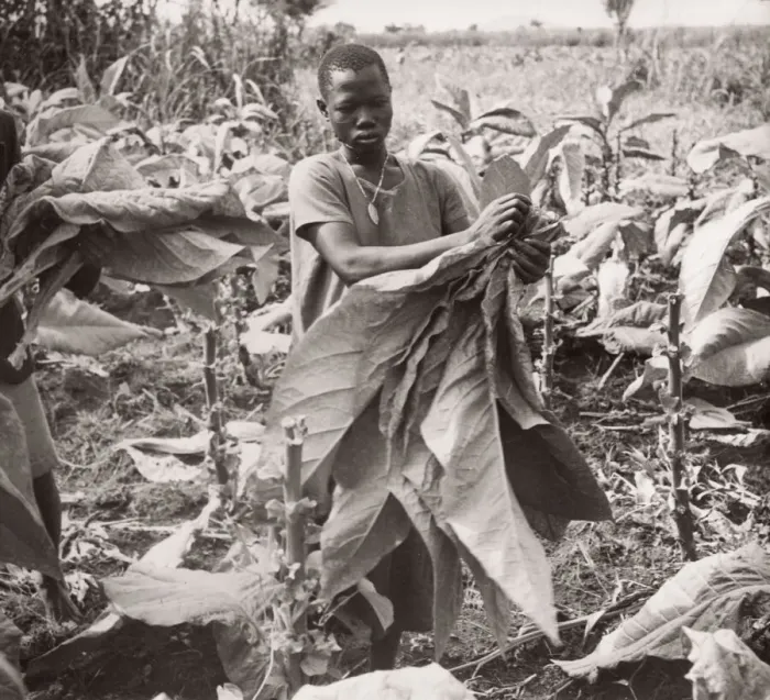 Framed Print : 1940s East Africa Uganda - growing tobacco Framed Print : 1940s East Africa Uganda - growing tobacco