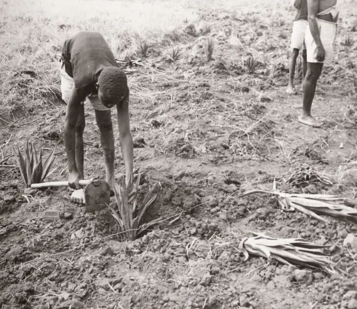 Framed Print : 1940s East Africa - Uganda - planting sisal Framed Print : 1940s East Africa - Uganda - planting sisal