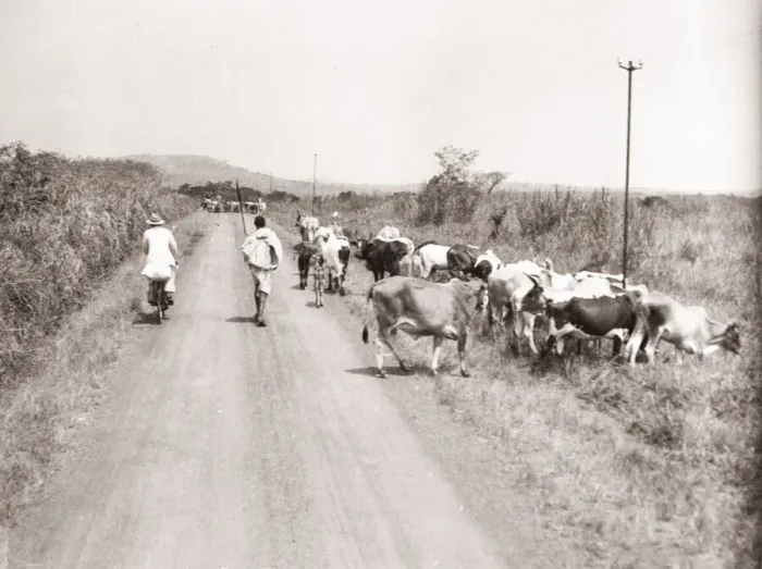 Framed Print : 1940s East Africa - Uganda rural transport bicycle Framed Print : 1940s East Africa - Uganda rural transport bicycle