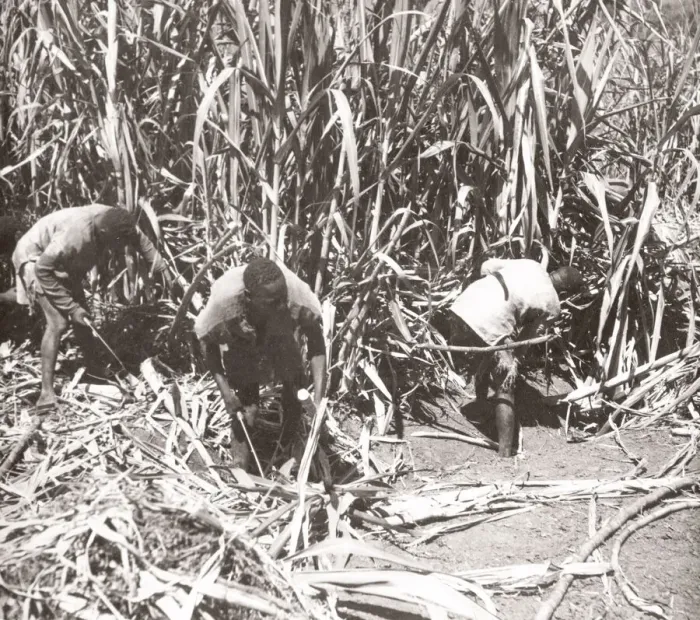 Framed Print : 1940s East Africa - Uganda sugar cane Lugasi plantation Framed Print : 1940s East Africa - Uganda sugar cane Lugasi plantation