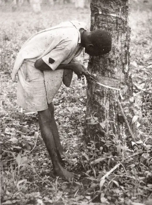 Framed Print : 1940s East Africa Uganda - tapping rubber trees Framed Print : 1940s East Africa Uganda - tapping rubber trees