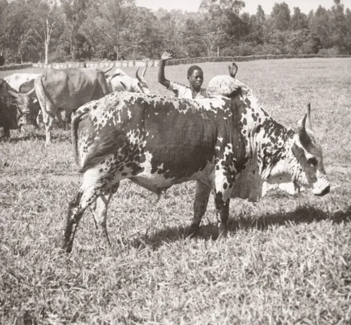 Framed Print : 1940s East Africa - Uganda - a zebu, indigenous cattle Framed Print : 1940s East Africa - Uganda - a zebu, indigenous cattle