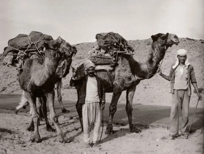 Framed Print : 1943 - camels in Syria Framed Print : 1943 - camels in Syria