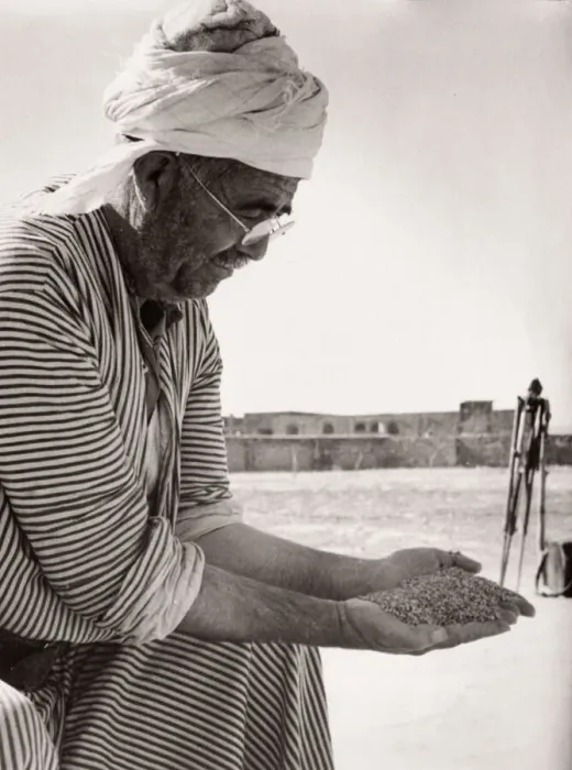 Framed Print : 1943 - Syria - Homs - a man grading wheat grain Framed Print : 1943 - Syria - Homs - a man grading wheat grain