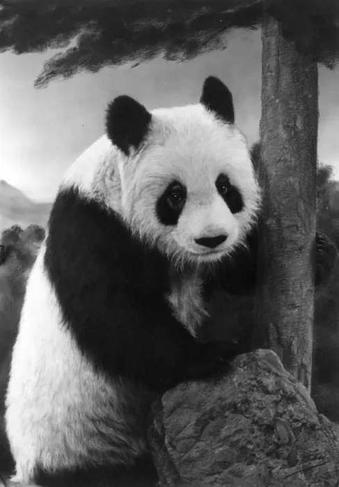 Framed Print : 1ST PANDA IN ENGLAND Framed Print : 1ST PANDA IN ENGLAND