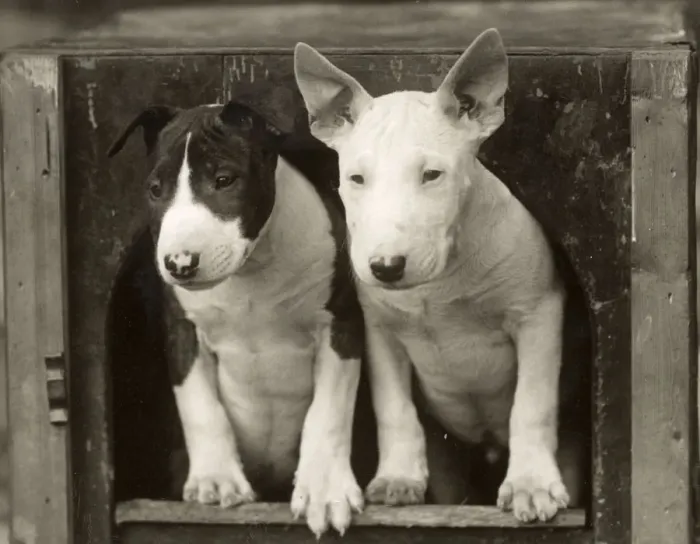 Framed Print : 2 BULL TERRIER PUPS Framed Print : 2 BULL TERRIER PUPS